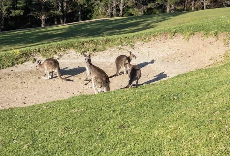 George's - KV Golf Course, Kangaroos =& Wildlife House in Kangaroo Valley