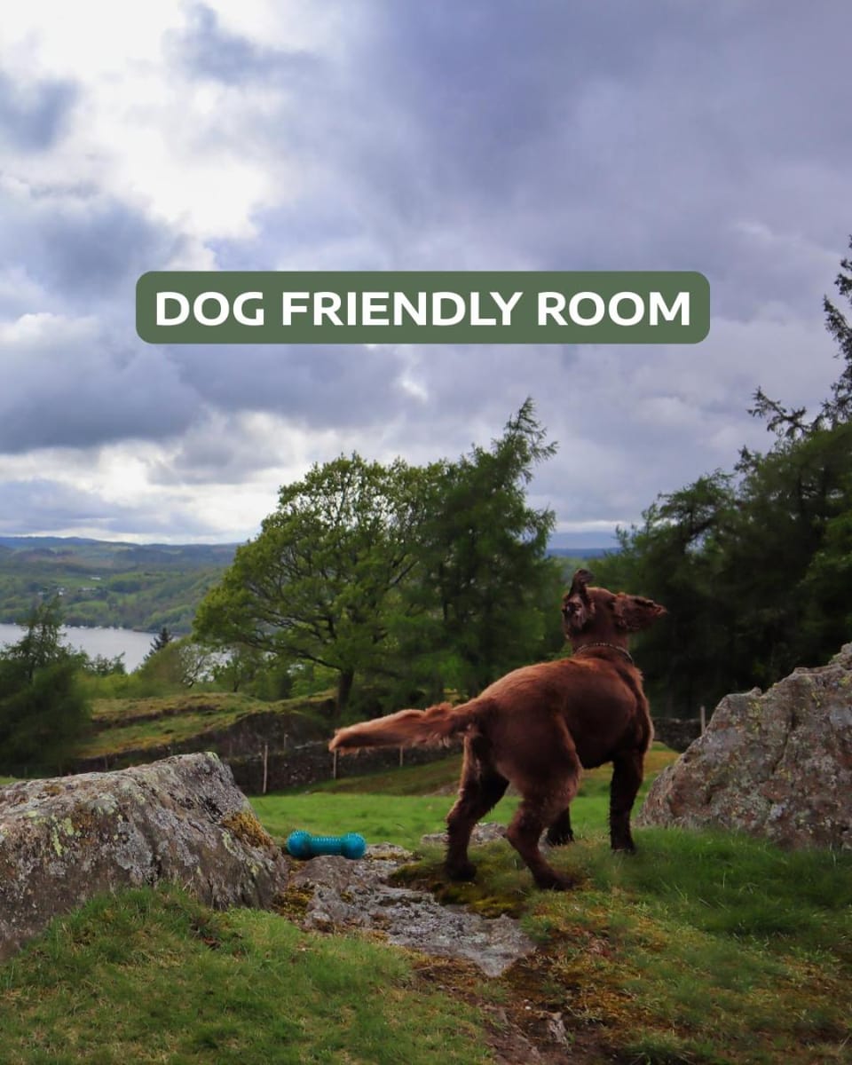 Bedroom, Pets