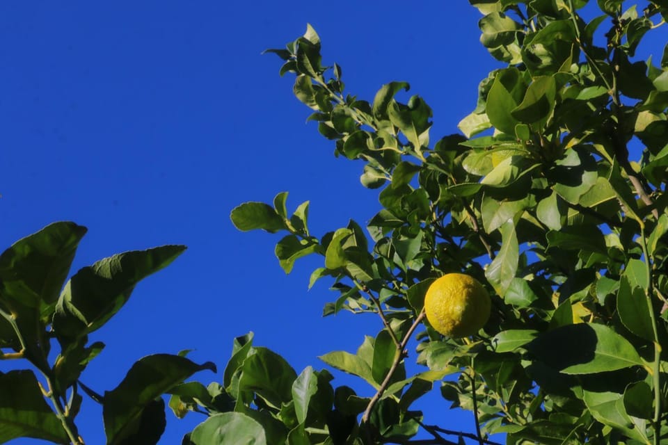 Day, Garden, Garden view