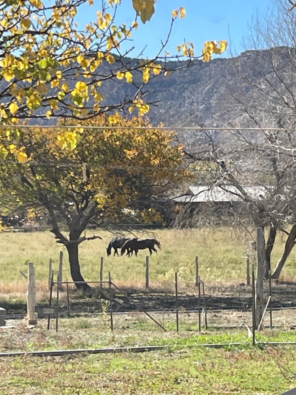 Natural landscape, Animals, Mountain view