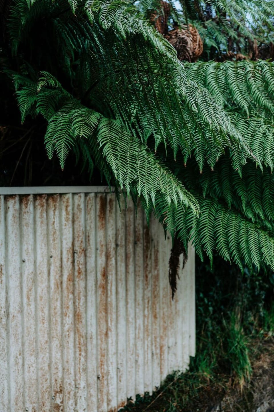 Little Yellow Cottage Queenstown House in Queenstown