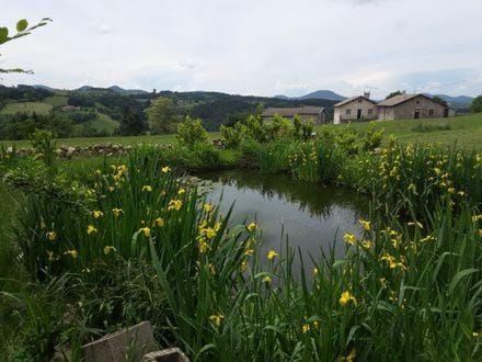 Lake view