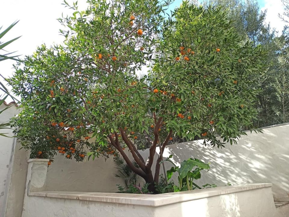 Property building, Patio