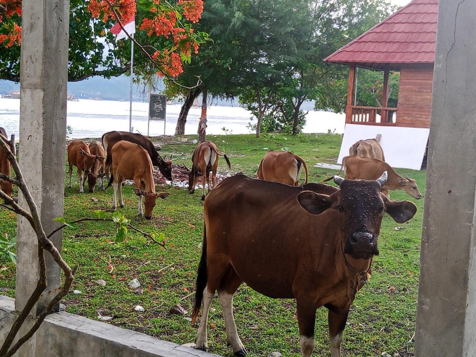 Animals