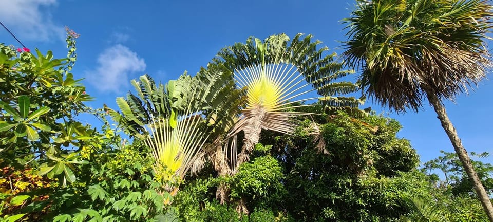 Residence Can' Hibiscus House in Martinique
