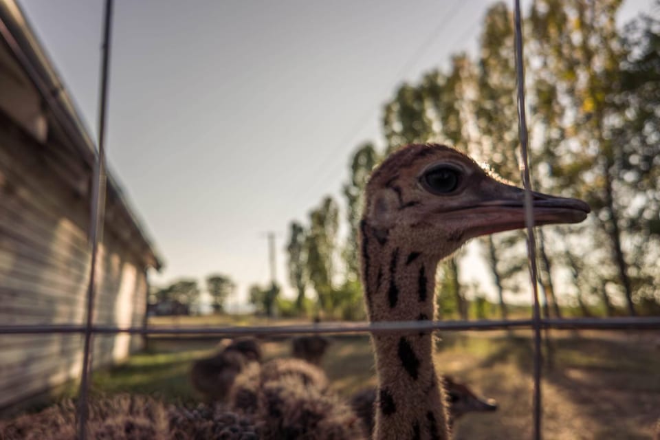 Day, Animals