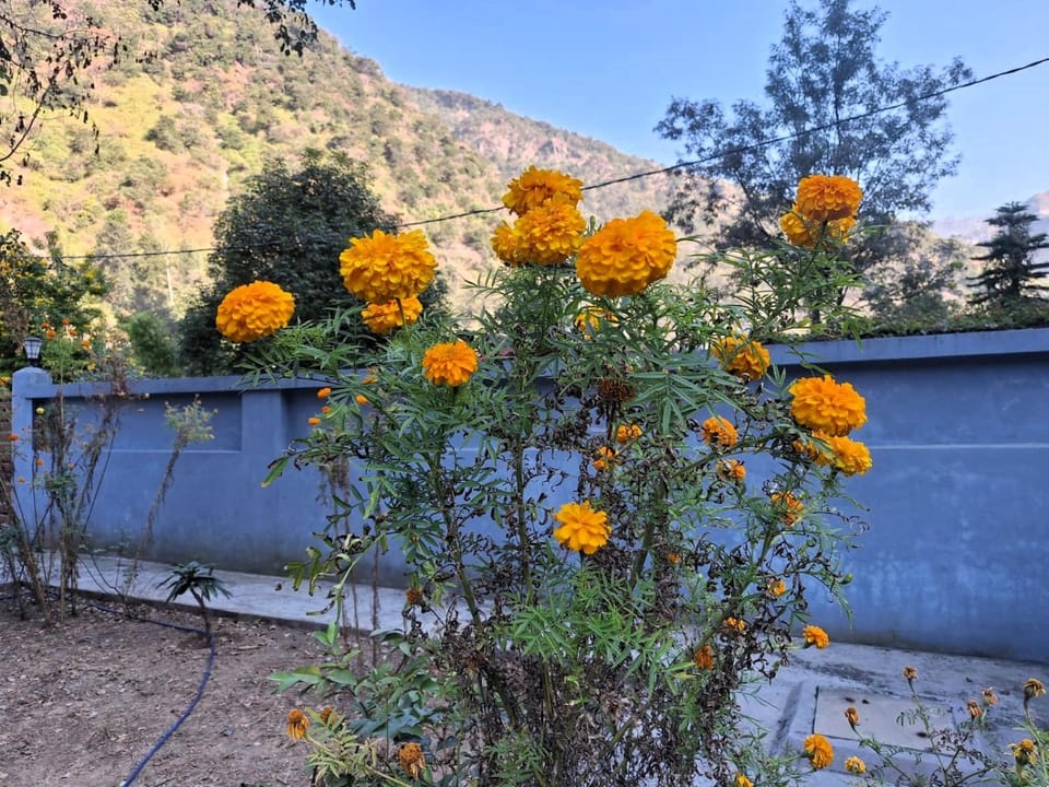 Garden, Garden view
