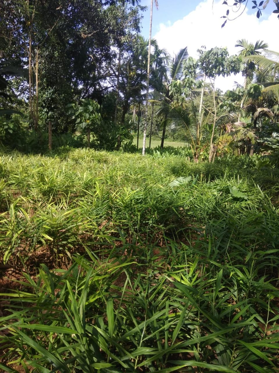 Aathira Agri Homes Farm Stay in Kerala