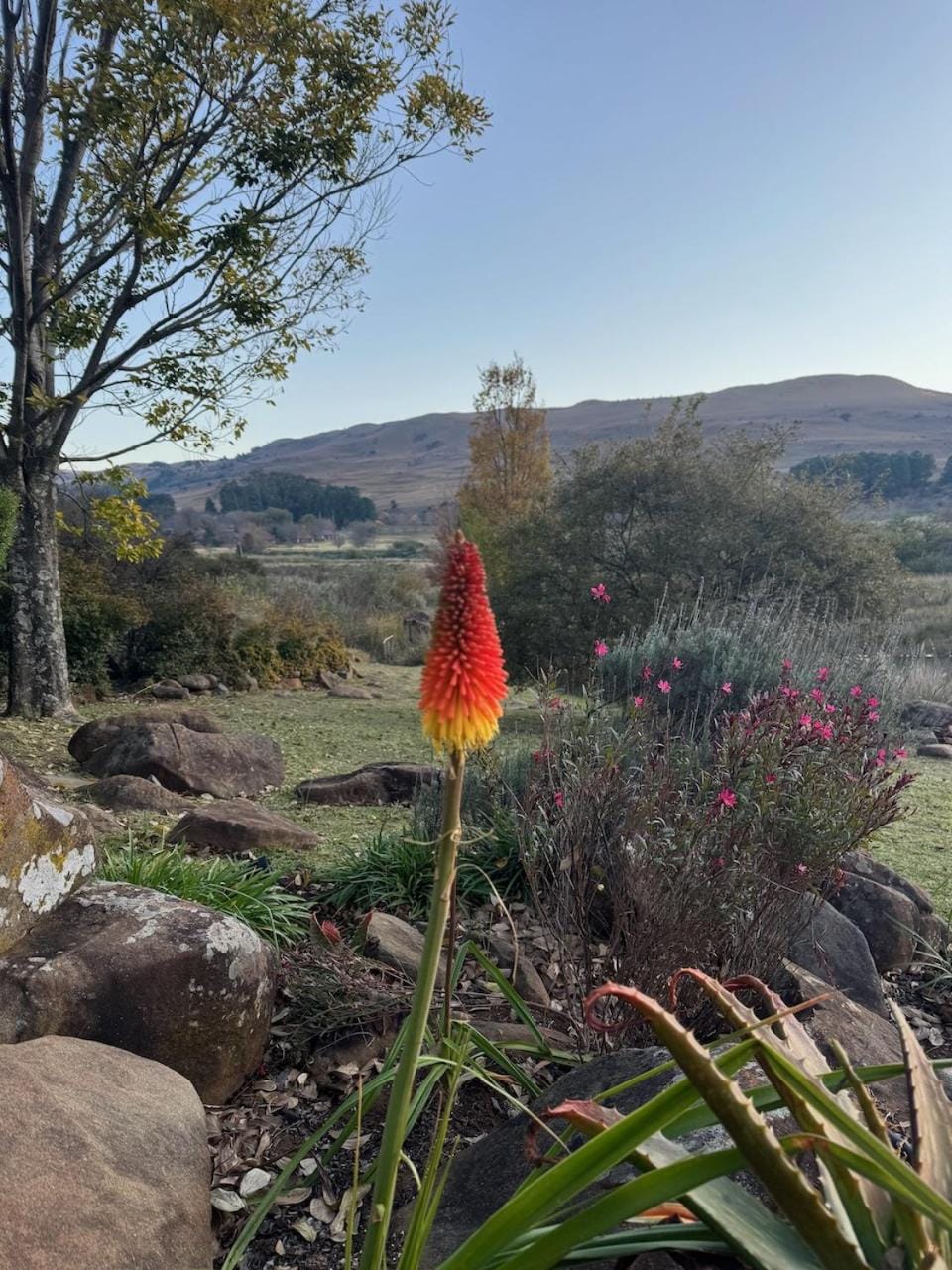 Garden, Garden view, Mountain view