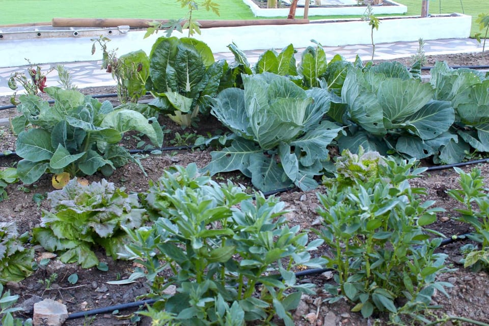 Garden, Garden view