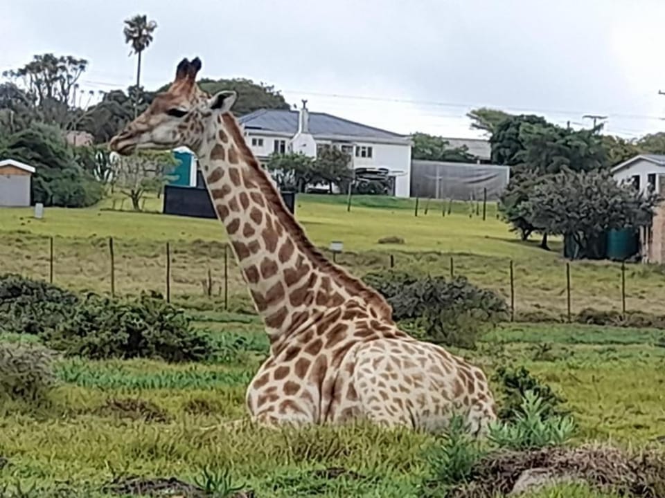 Zebra Crossing Apartment in Eastern Cape