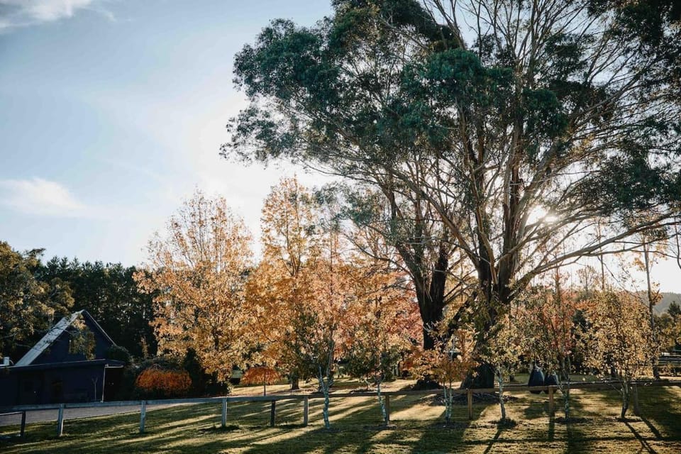 Maple Lodge - Alpacas, Goats, Chickens, Outdoor Pizza Oven & Games Room! House in Robertson