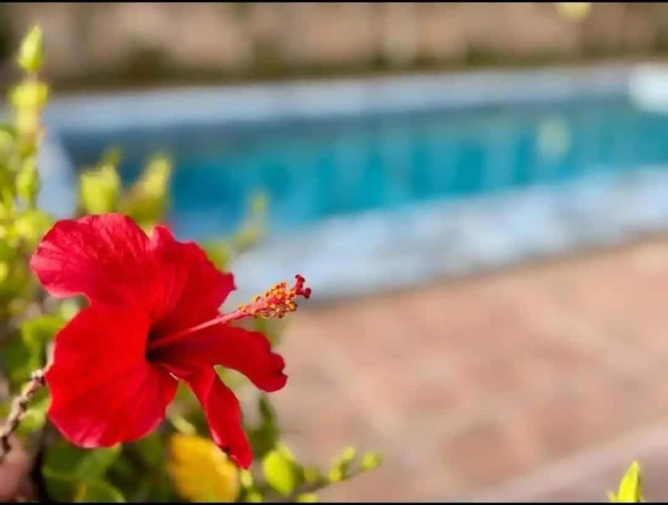 Blue Sea Apartment Apartment in Essaouira