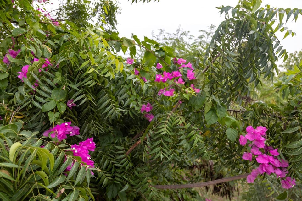 Farafina Lodge Nature lodge in Thiès Region, Senegal