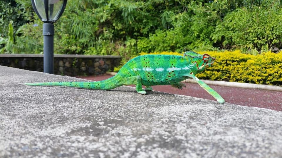 L'enclos Pandora à SAINTE ROSE Villa in Réunion