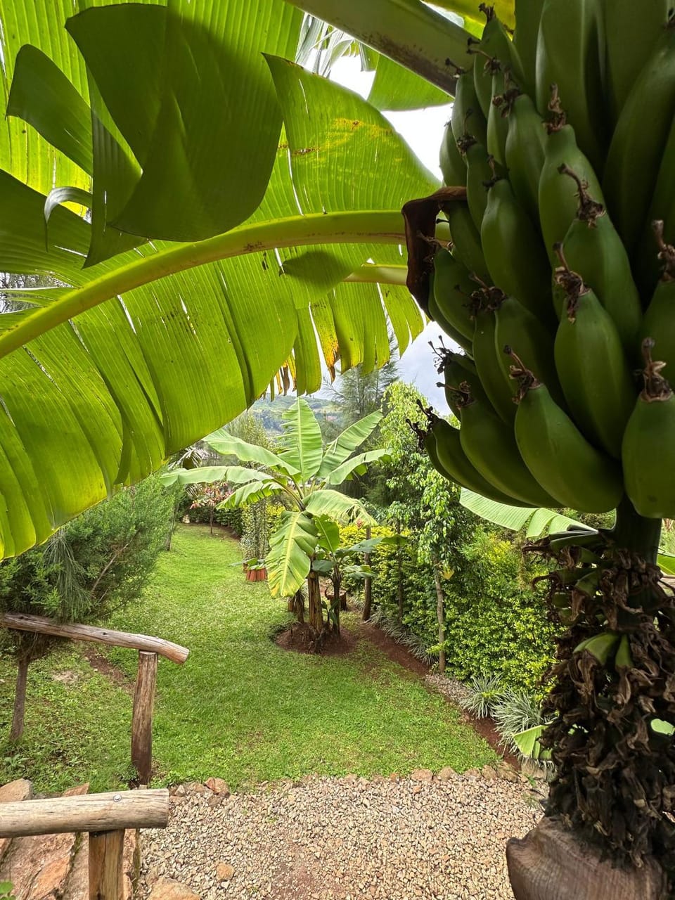 Garden view