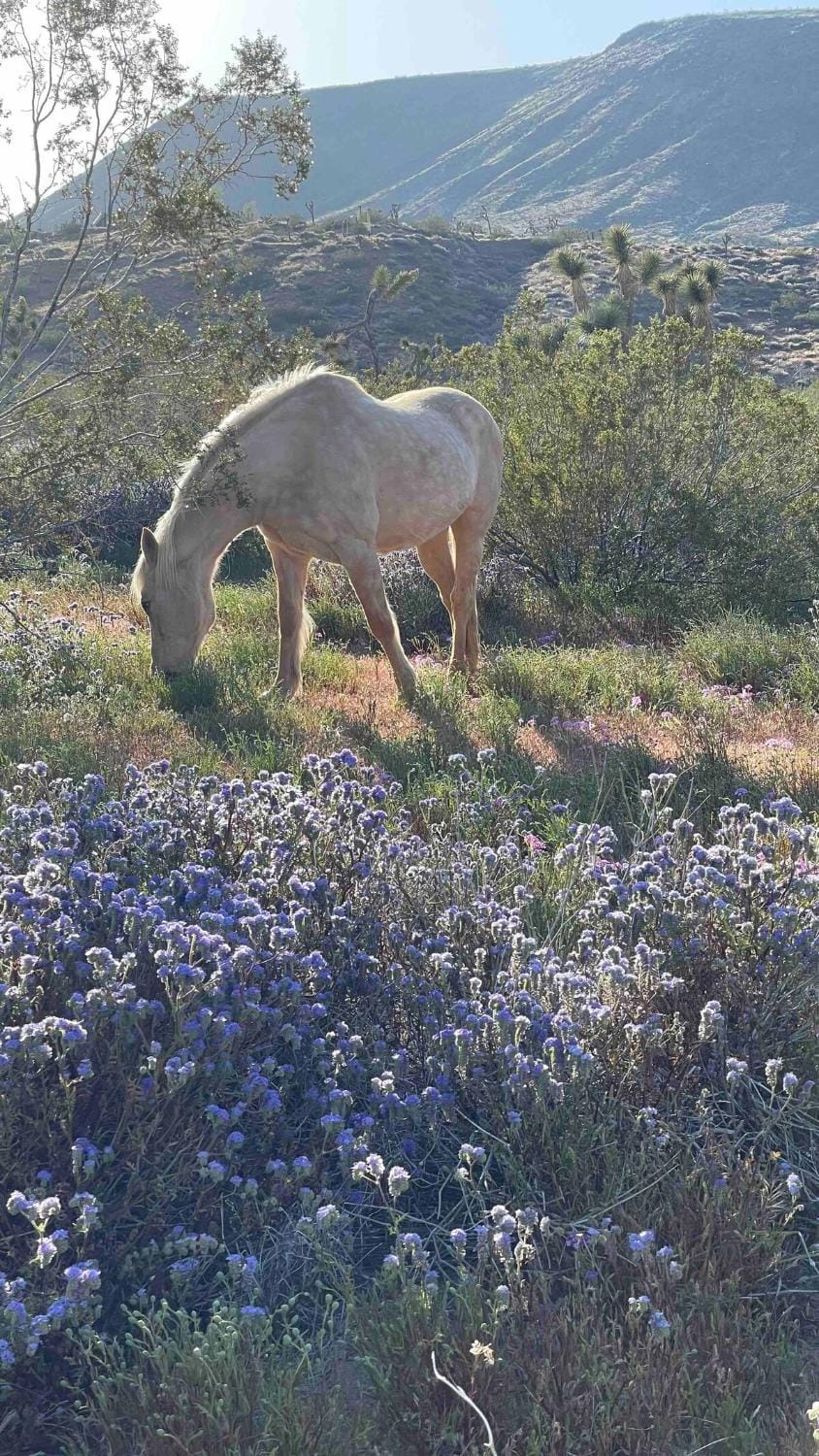 3BD home on 12 ac ranch near KOH, P&H, Jtnp, EV House in Yucca Valley