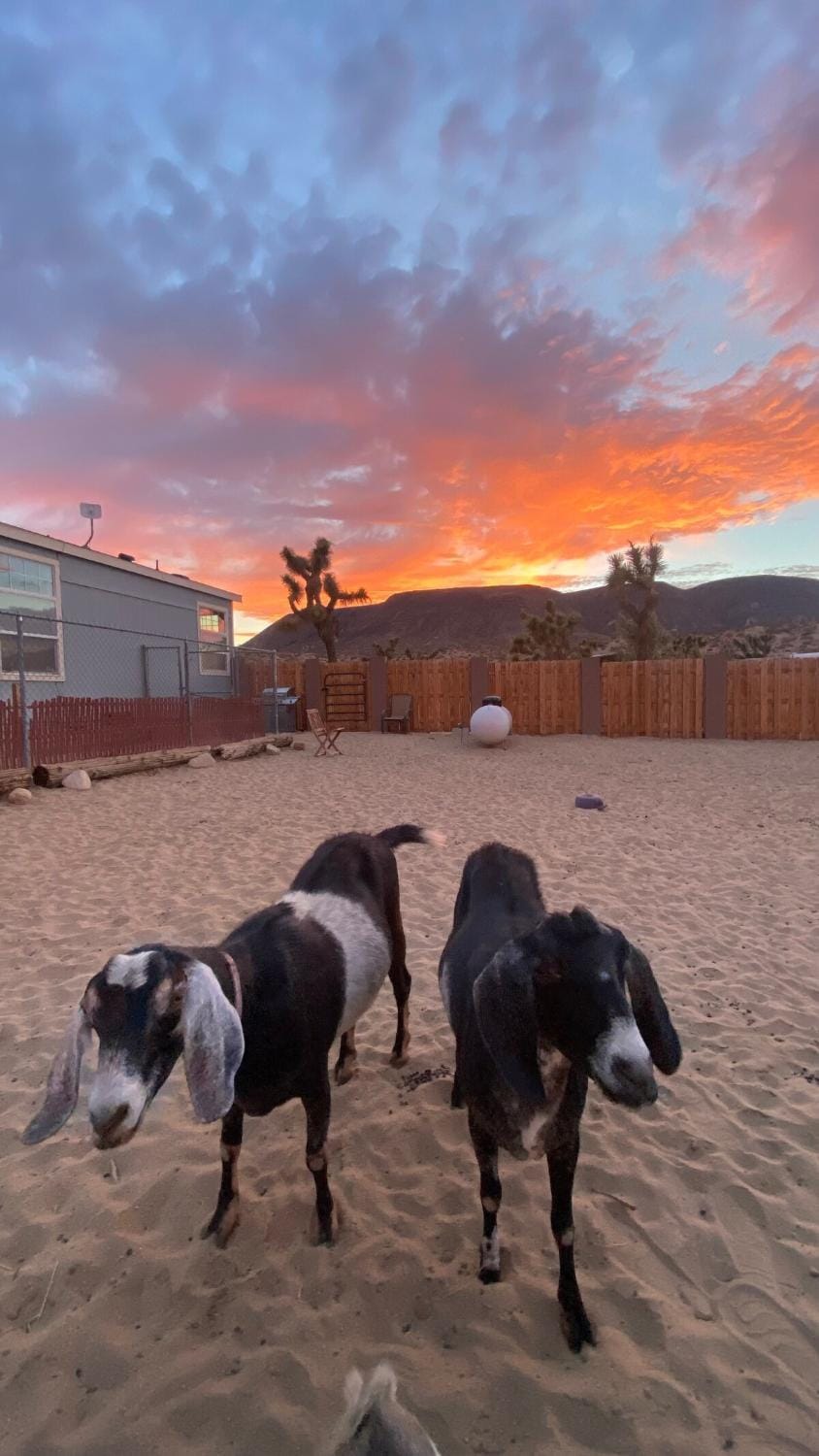 3BD home on 12 ac ranch near KOH, P&H, Jtnp, EV House in Yucca Valley