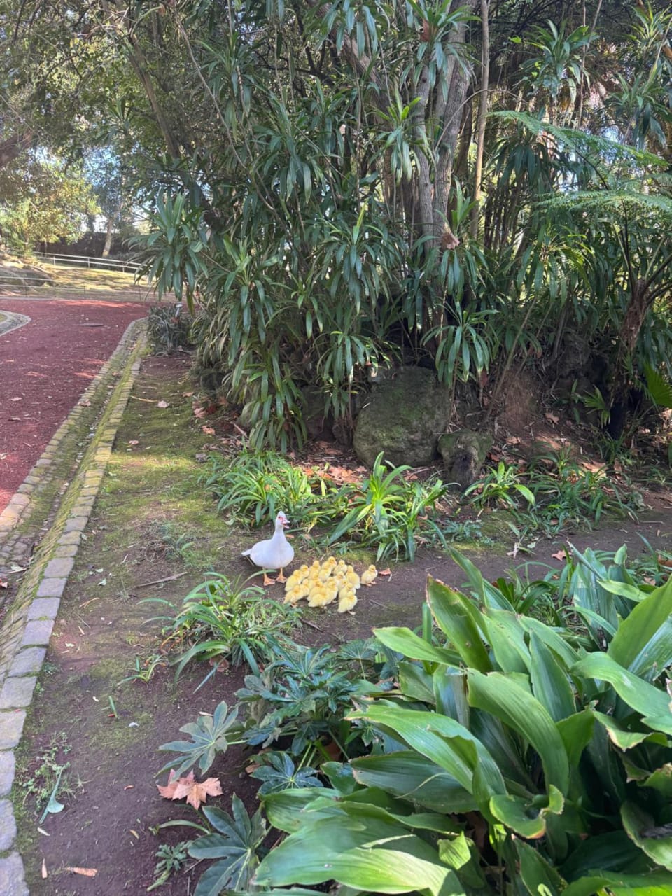 Natural landscape, Garden