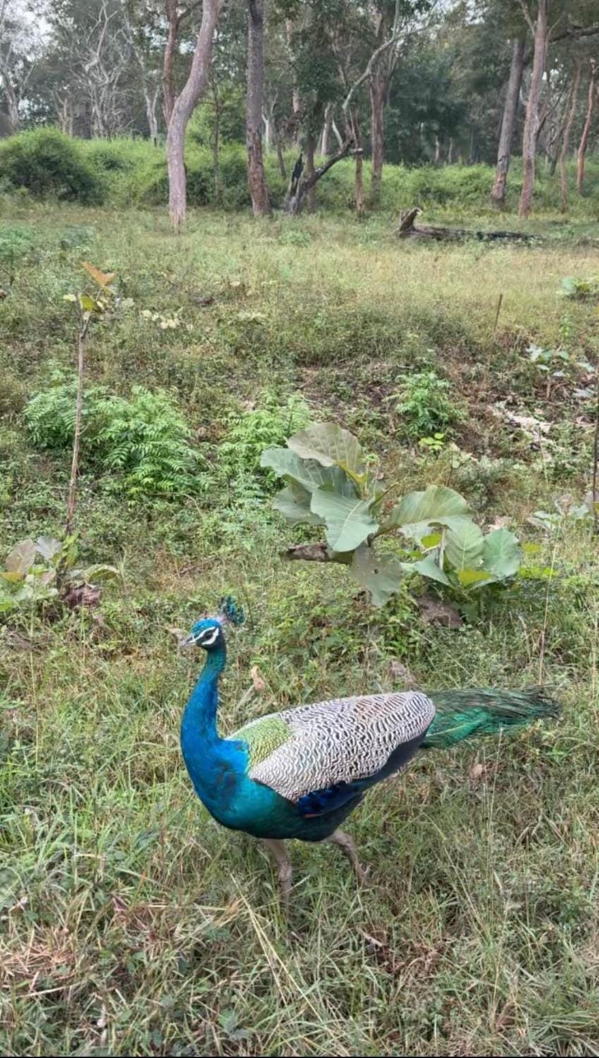 Tusker & Gaur - Bandipur Villa in Karnataka
