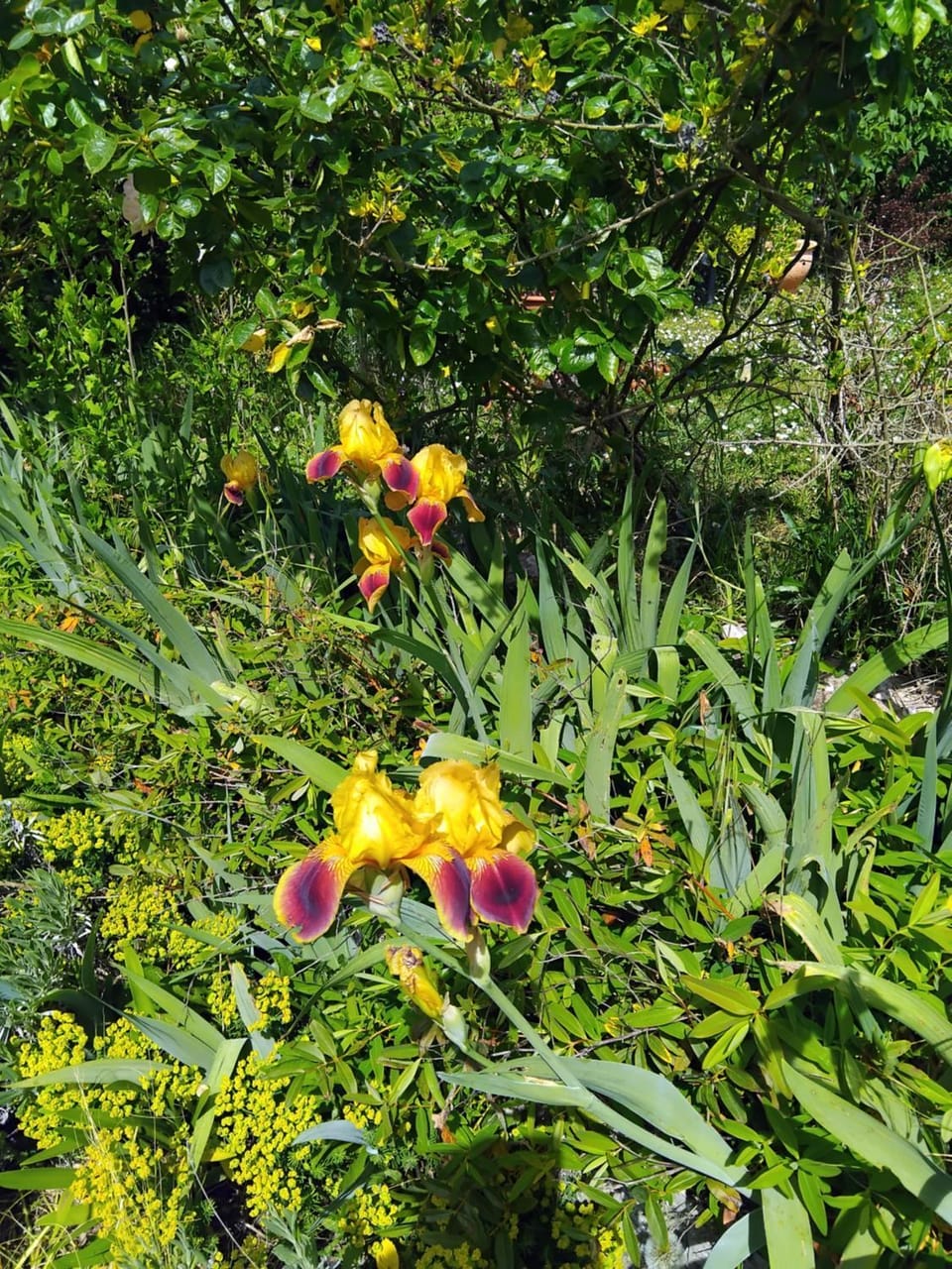 Le jardin de Christine Bed and Breakfast in Bourgogne-Franche-Comté