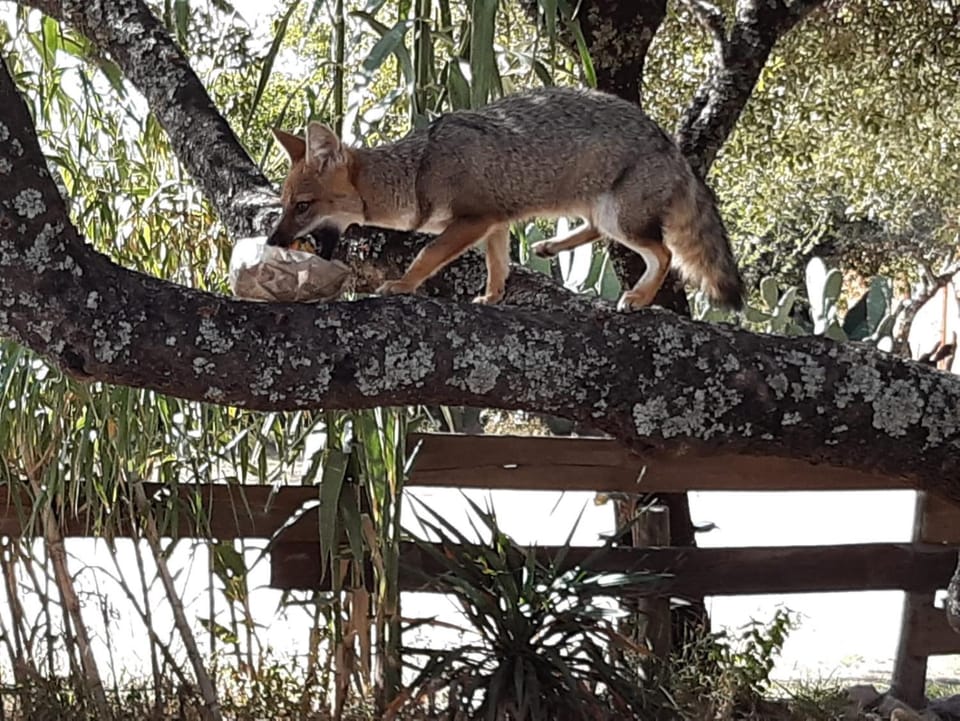 Garden, Animals