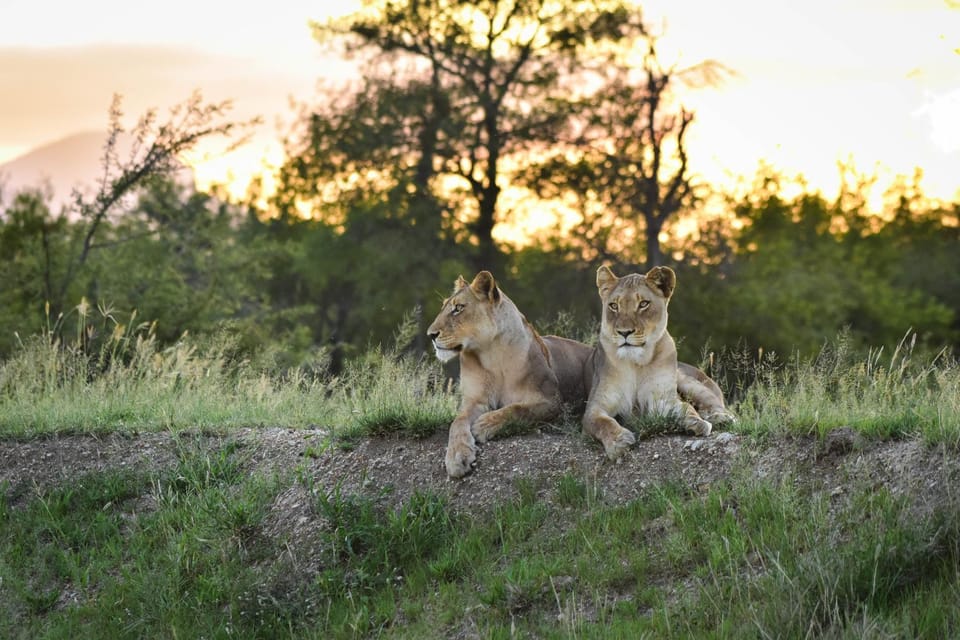 Animals