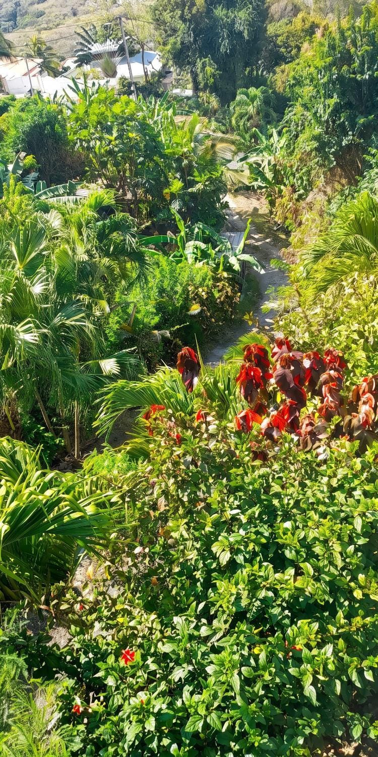 Garden view
