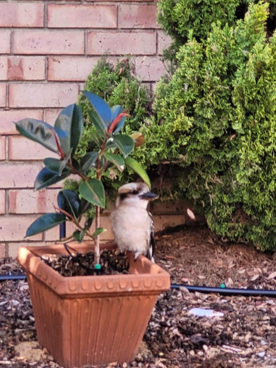 Garden, Animals