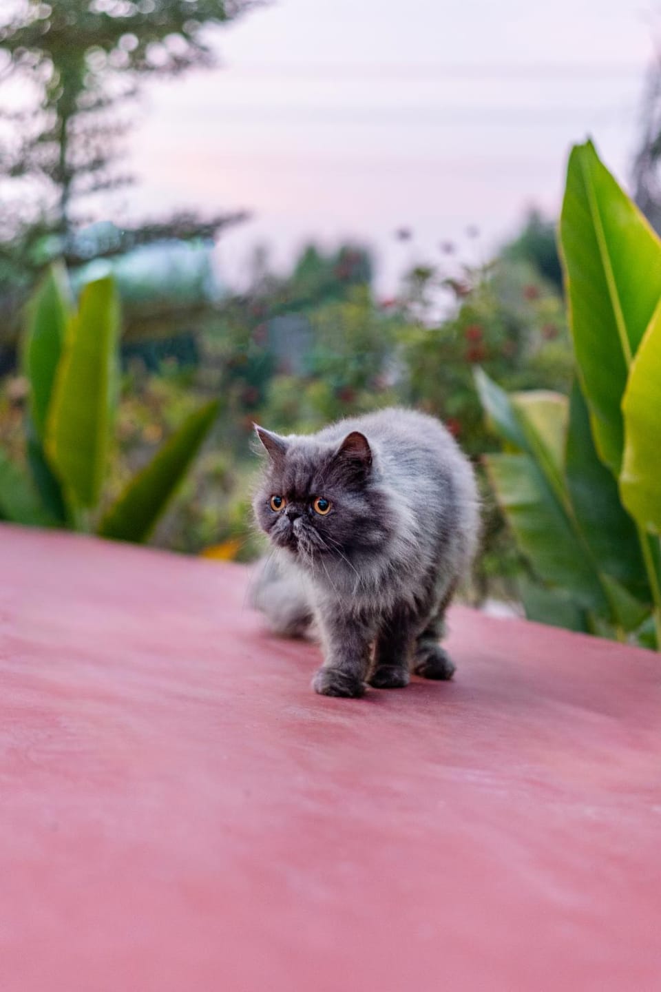 ELIVAAS Echoes by the Aravalli Pet-friendly 5-BHK Villa With Private Pool Villa in Jaipur