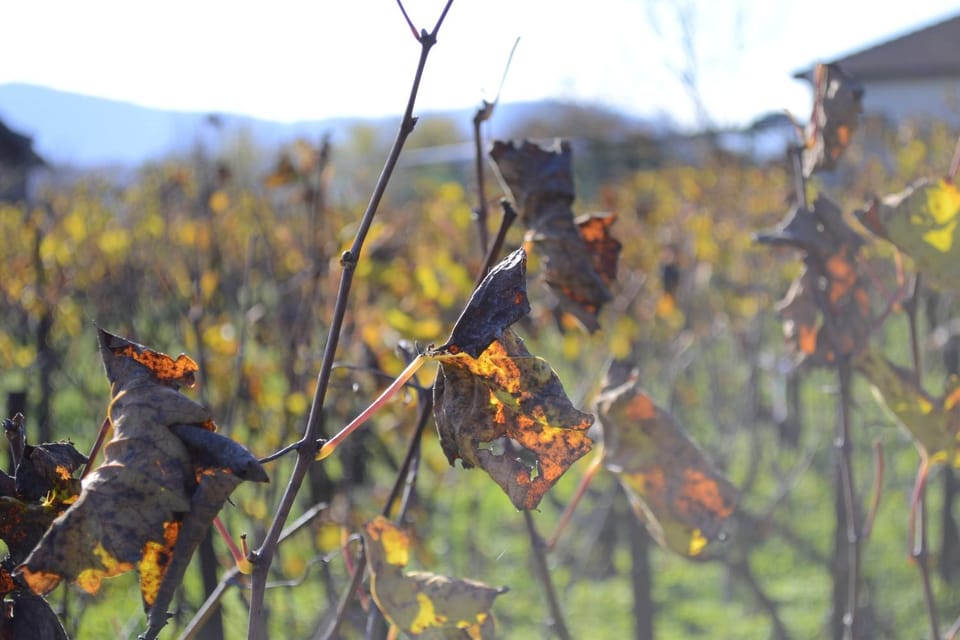 AMPELOPETRA - Slow Country Living House in North Macedonia