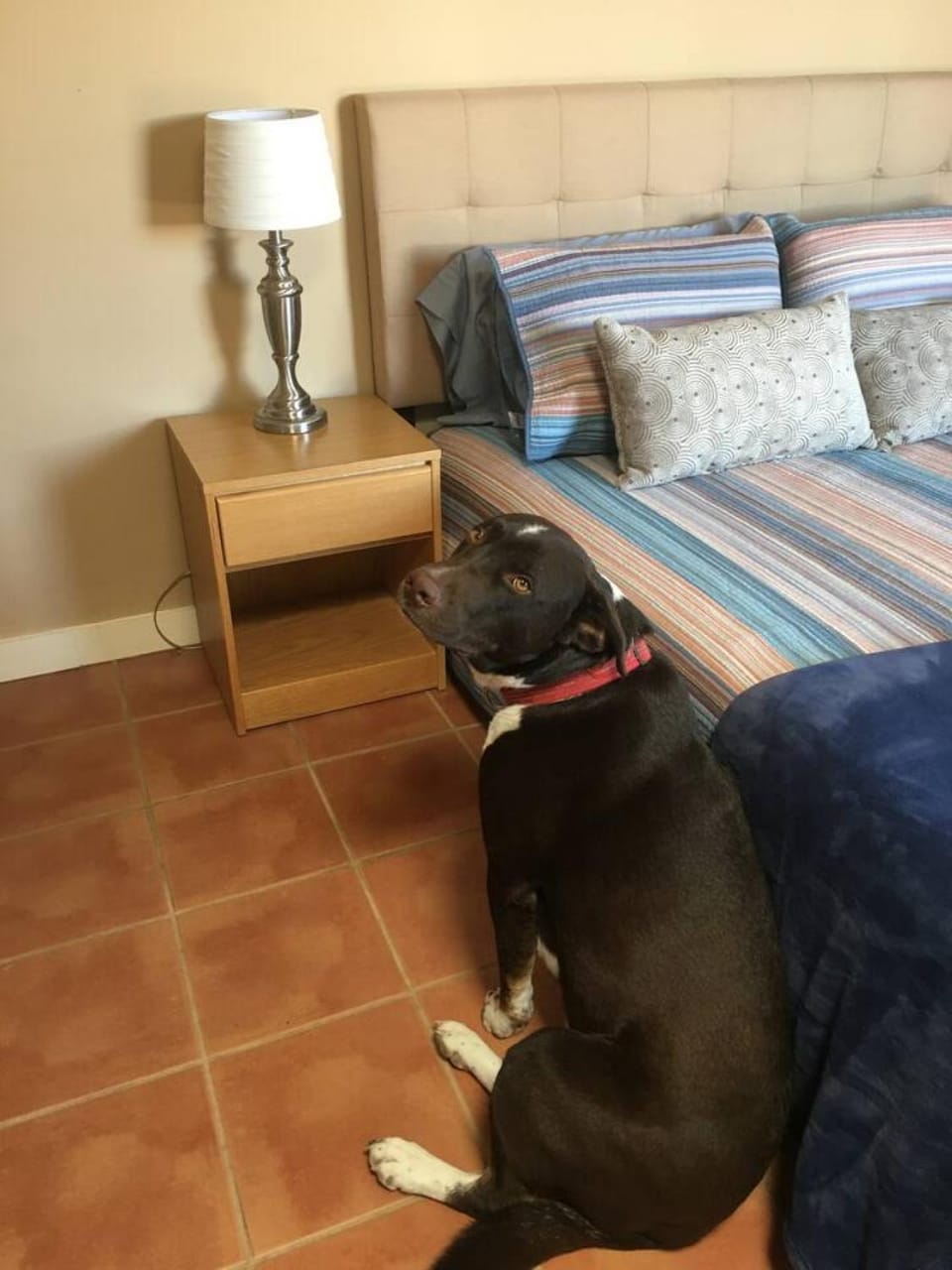 Studio Casita 5 mins to Farmers mkt dogs welcome House in Las Cruces