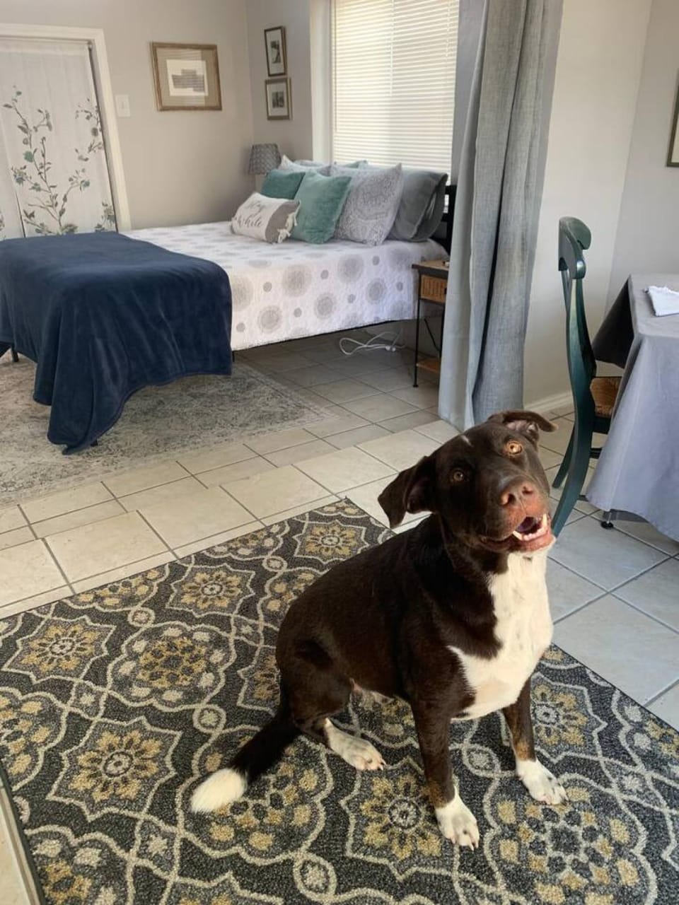 Studio with queen bed, pets ok, 3 min to Farmers mkt Apartment in Las Cruces
