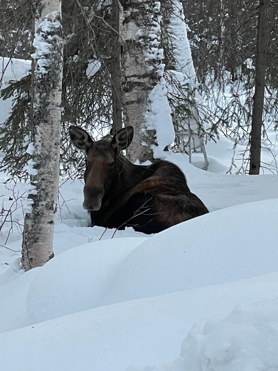 Natural landscape, Winter, Animals