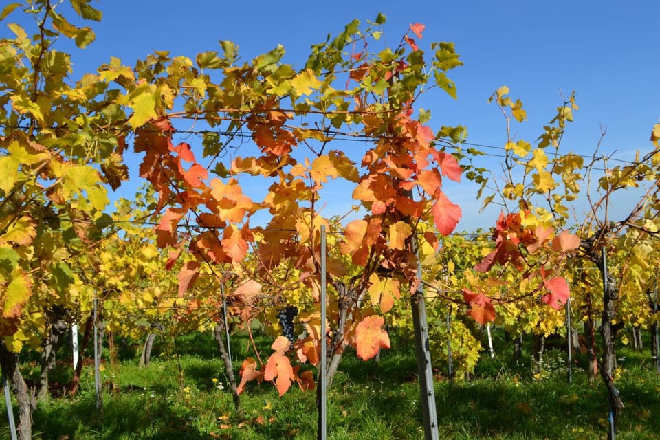Autumn, Garden view