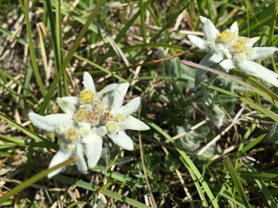 Apartment Hochwertige Ferienwohnung in Matrei In Osttirol by Interhome Apartment in Salzburgerland