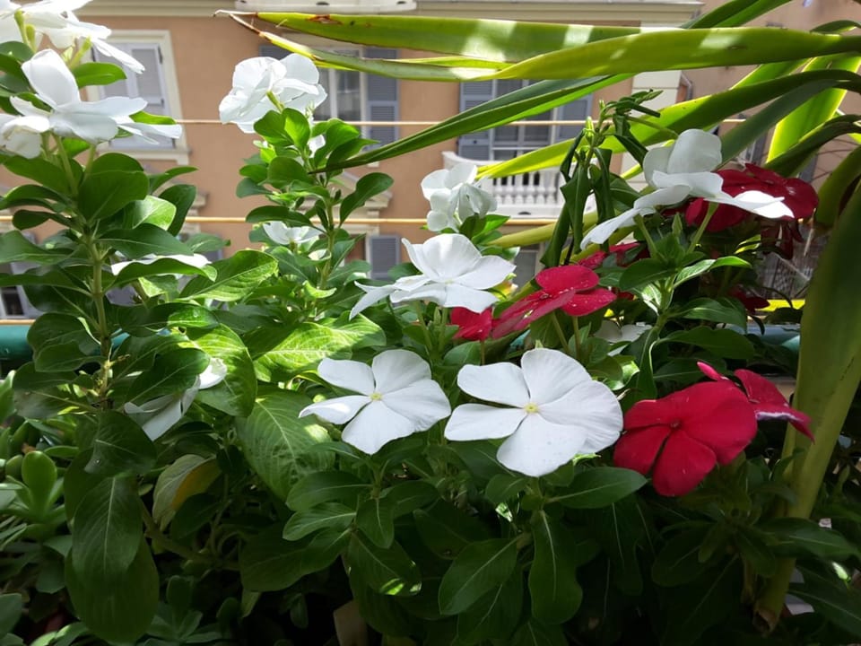 Garden, Balcony/Terrace