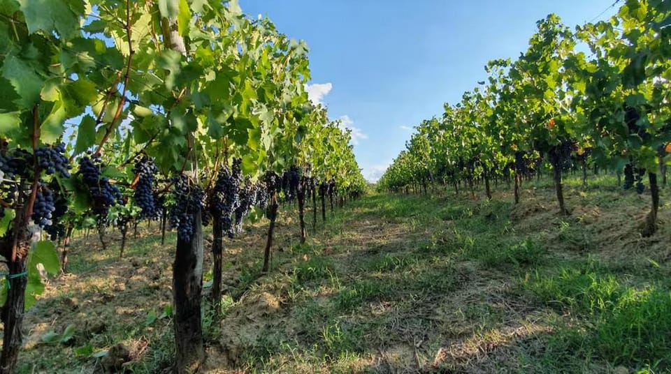 Le Selve House in Radda in Chianti