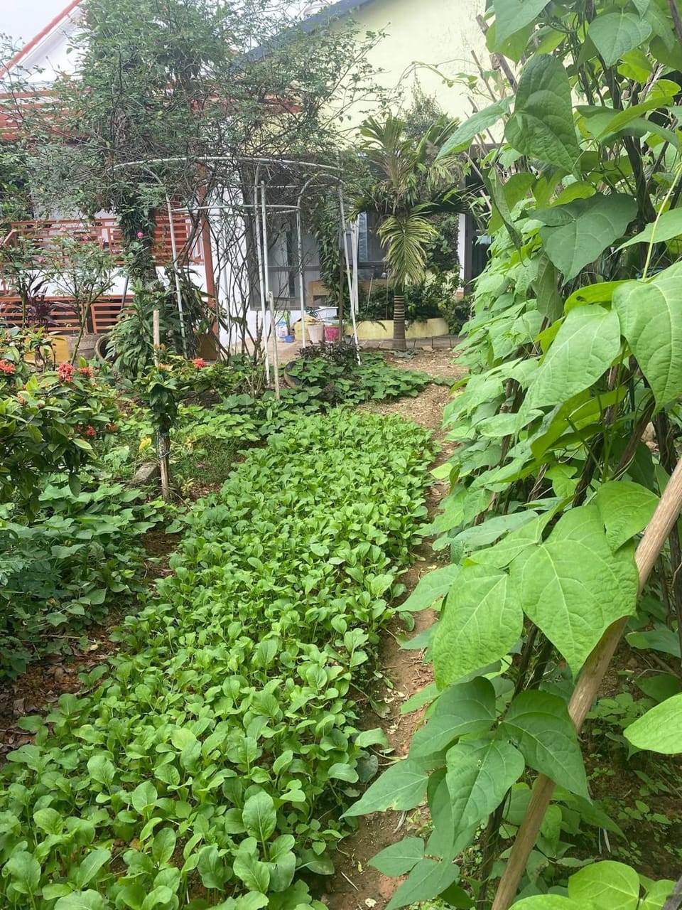 Garden view