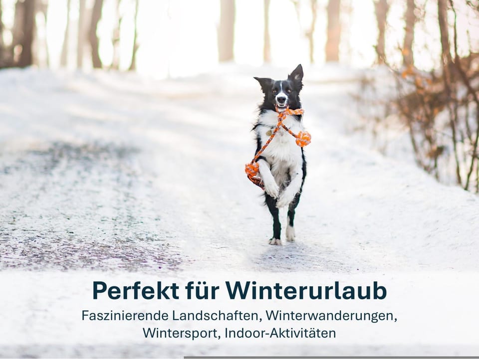 Winter, Pets