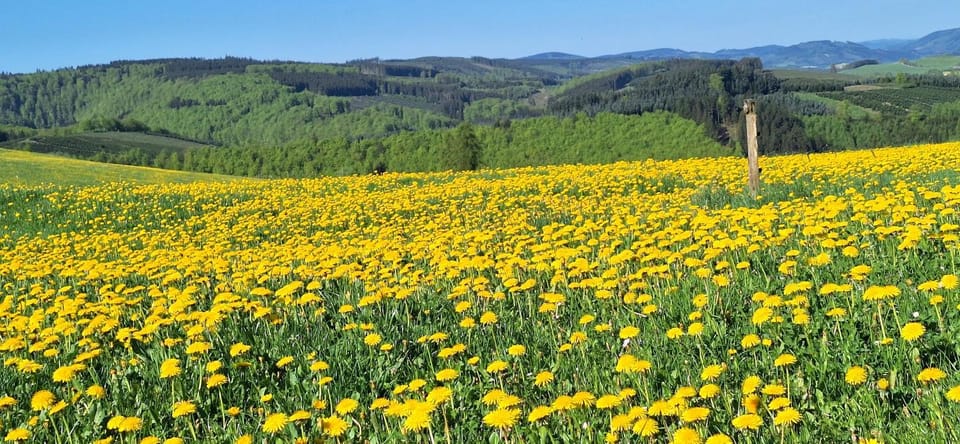 Spring