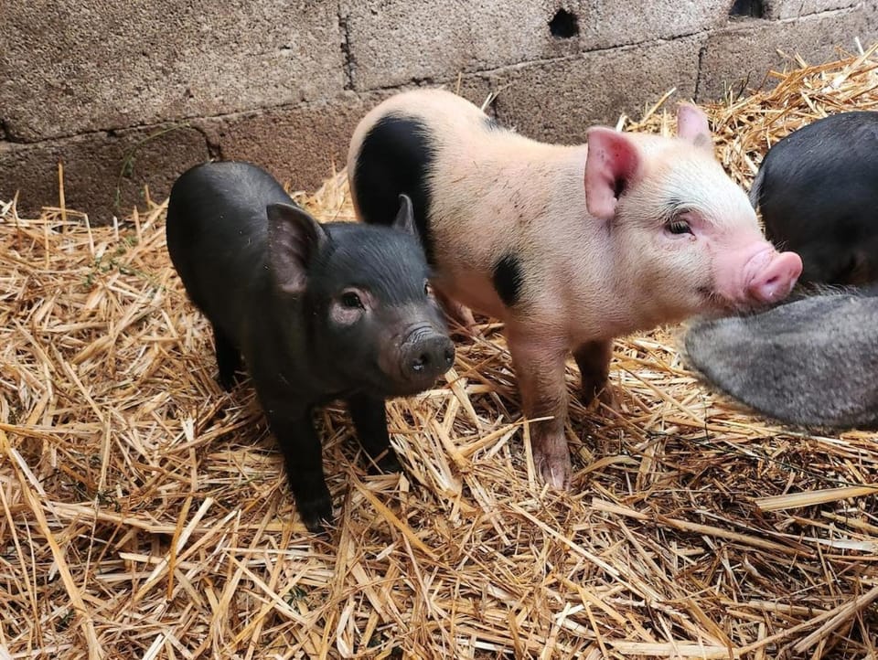 Mélodie de La Ferme du Bonheur & La Petite Grange House in Provence-Alpes-Côte d'Azur