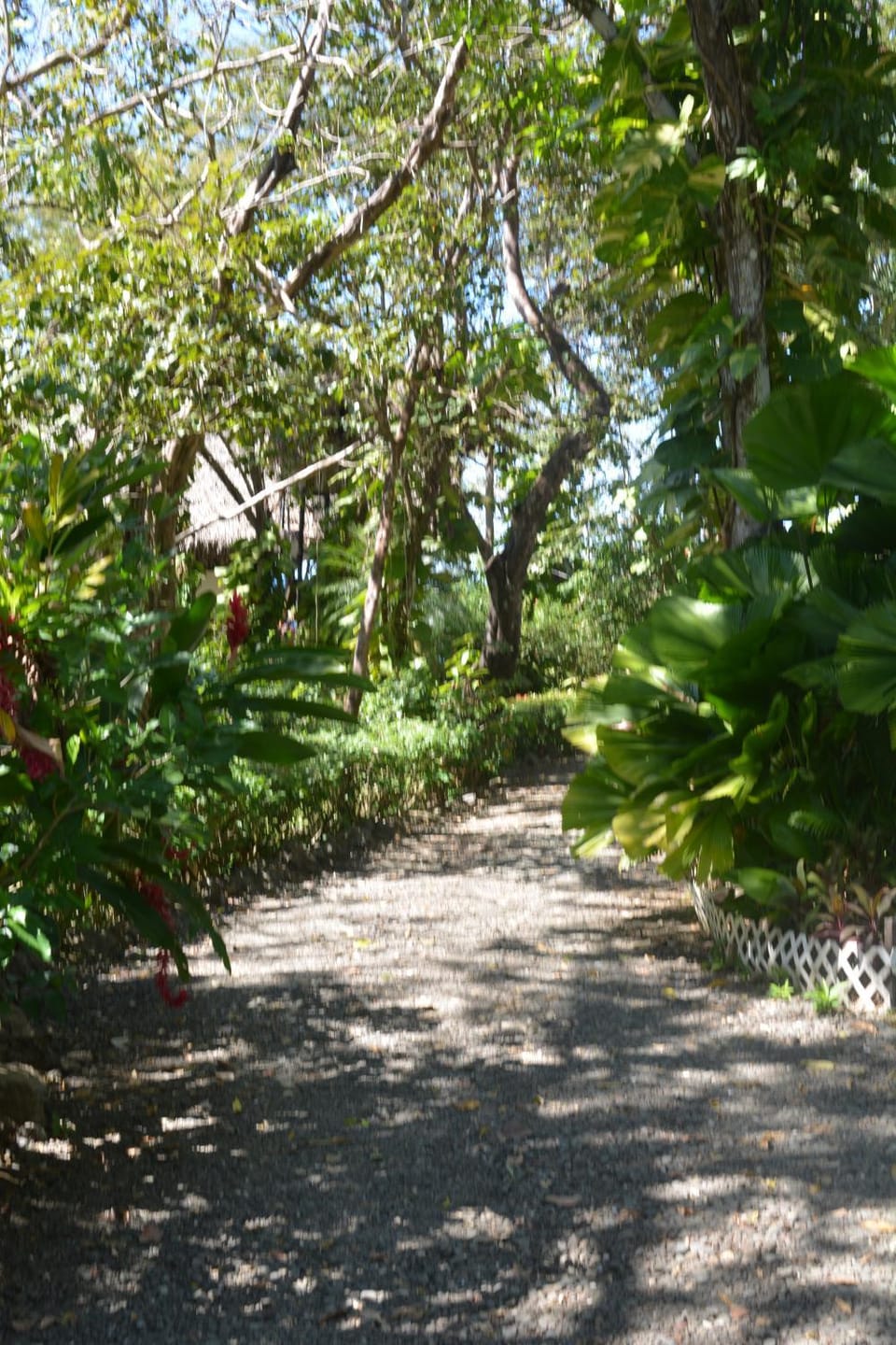 TreeTops Inn Bed and Breakfast in Guanacaste Province