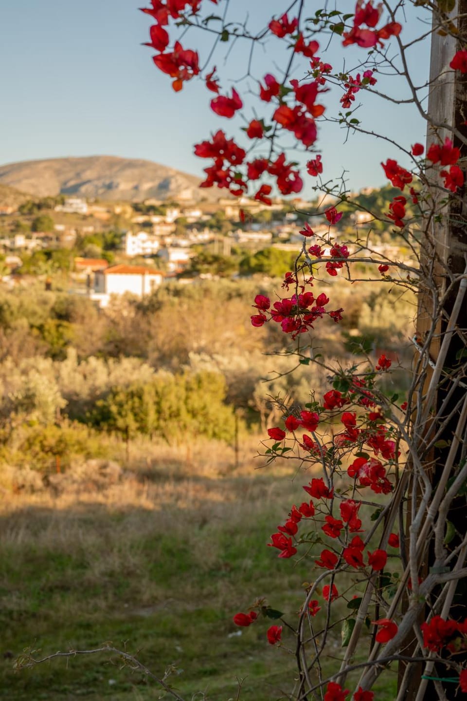 Natural landscape, Garden, Mountain view