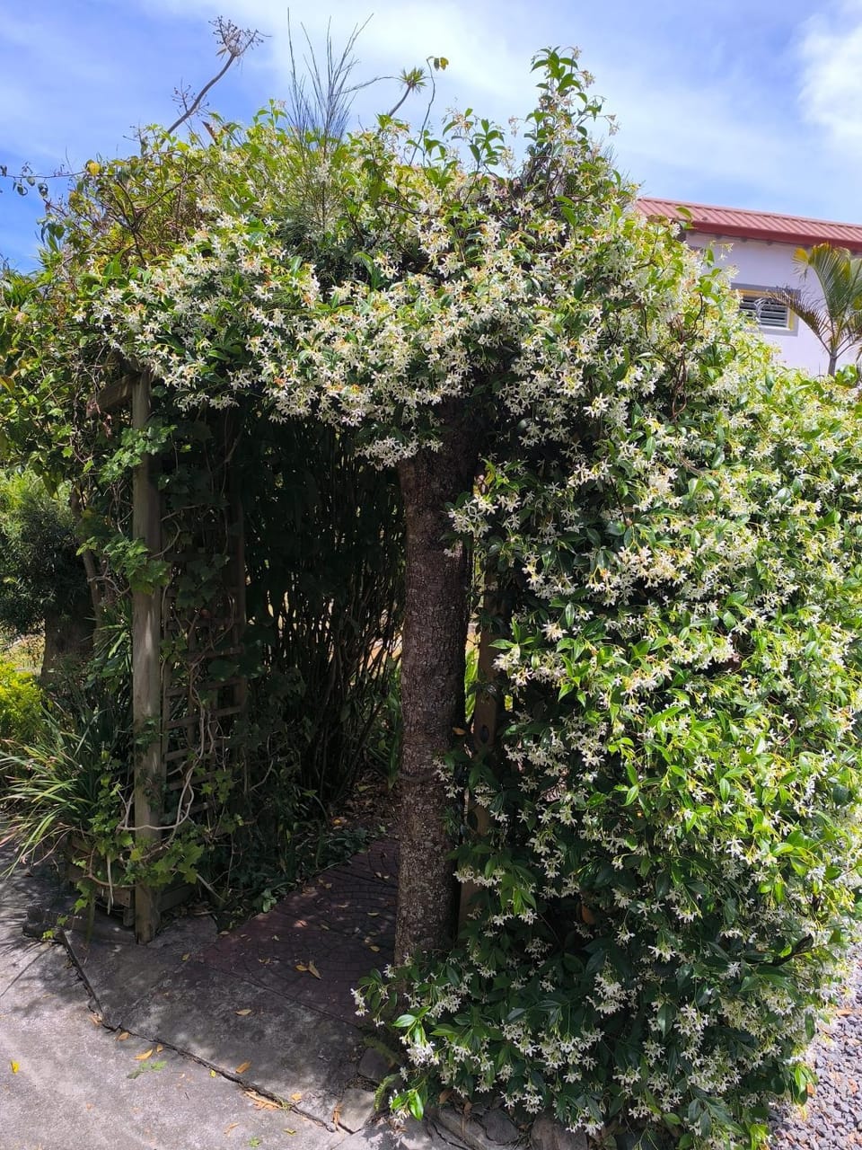 Location saisonnière Chez Paulette House in Réunion