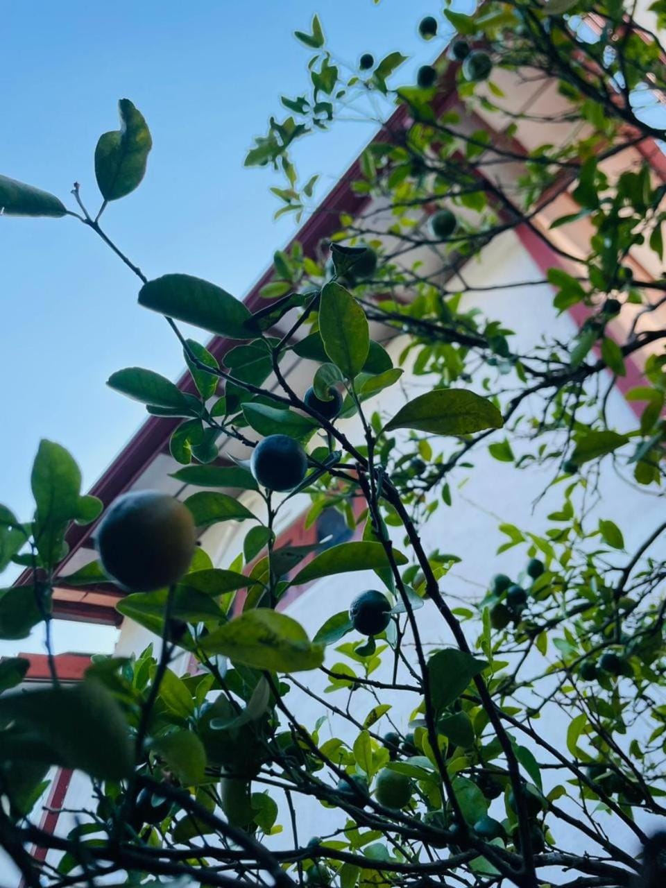 Garden, Garden view