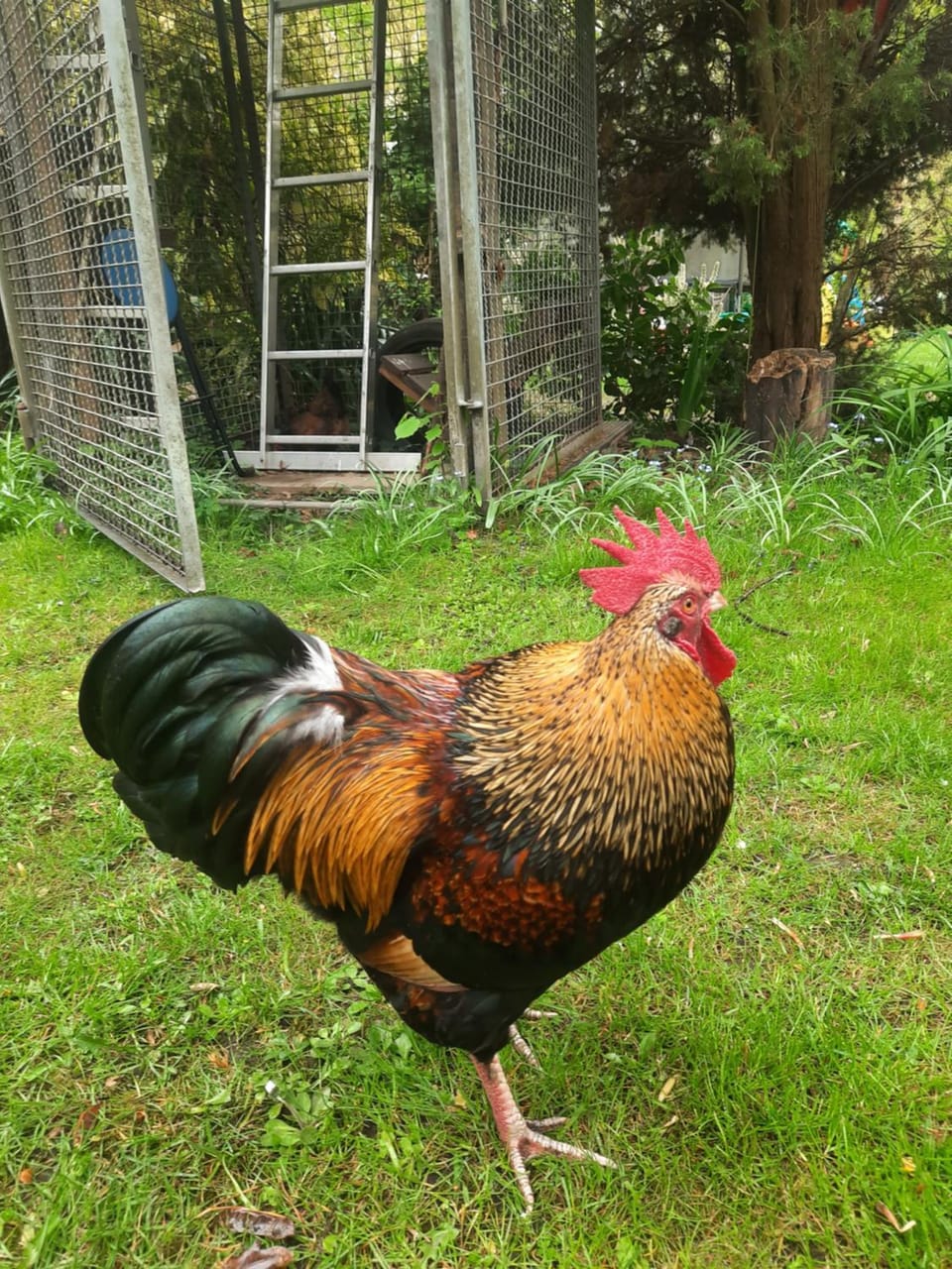 Tinyhaus am Flughafen, der DLR und ESA Campground/ 
RV Resort in Cologne