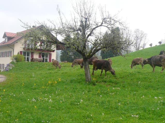 Day, Natural landscape, Animals