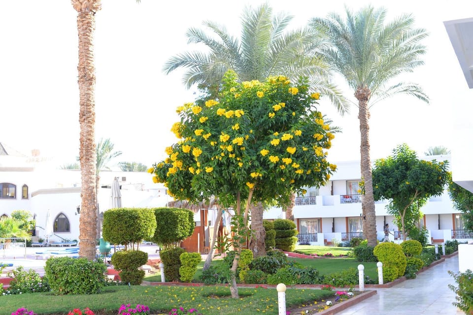 Viva Suites Sharm El Sheikh Hotel in South Sinai Governorate