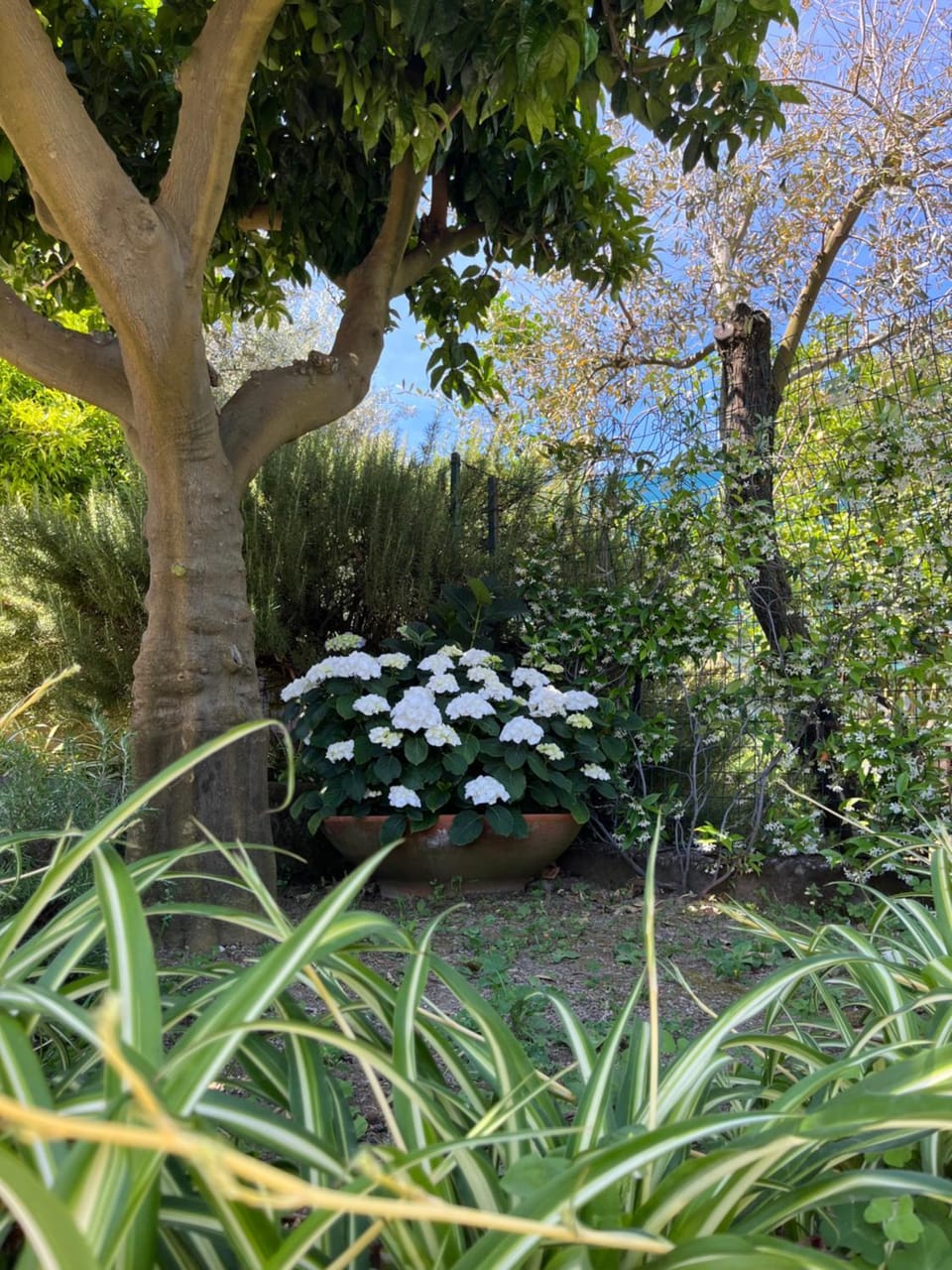 Spring, Day, Natural landscape, Garden, Garden view